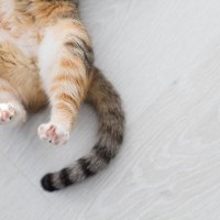 猫の『しっぽを踏んでしまった』…起こり得る危険3つ　受診すべきときのサインは