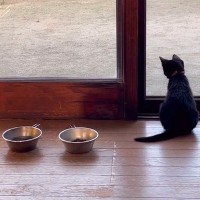 山奥で独りだったオヤジが子猫を救った結果…『心を思い出させてくれた』涙の結末が551万再生「感動をありがとう」「ただただ号泣」