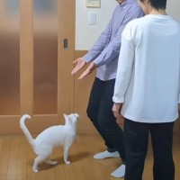 ママが『おいで』と言うと飛び乗ってくる猫→パパが呼んでみると…想定外すぎる行動に爆笑の声続出「切ないｗ」「最高ｗ」と21万7000再生