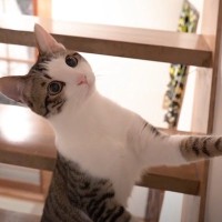 『虫』を見つけた猫…表情の変化が可愛すぎると7万3000再生を突破「元からお目目まんまるなのに」「虫みてるだけなのに可愛いｗ」の声