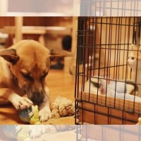 『犬のお気に入りのロープ』で子猫を遊ばせたら『犬VS猫の綱引き対決』に発展…尊すぎる光景が3.4万再生「元気になれるｗ」「超可愛い…」