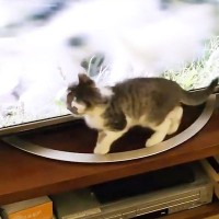 子猫に『TVに映るねこ』を見せたら→裏側を何度も確認して…可愛すぎる『勘違い』が10万再生「仲間に入りたそうｗ」「天使すぎる」の声