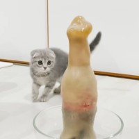 『メントスコーラ』を試してみたら、『子猫』が……悶絶必至の反応が77万再生「まるで天使のよう」「ぬいぐるみみたいで可愛すぎる」の声