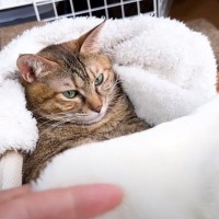 『人間みたいな寛ぎ方をする猫』に毛布をかけてあげたら…まさかのパワーアップに爆笑の声続出「行動がおっさんで草」「前世人間だった説ｗ」