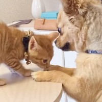 犬がいるお家に子猫を迎えてから6ヶ月→『現在の様子』が……心温まる『家族の軌跡』が30万再生「すっごい素敵」「うれしくって涙でた」