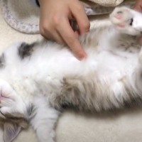 熟睡している子猫で遊んでみた結果…まさかの『可愛すぎる姿』が75万2000再生「失われた野生…」「ちょっとは抵抗しろよｗ」