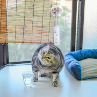 猫がしきりに『頭を振っている』ときに考えられる原因5選　取るべき対応は？