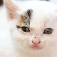 近所の菜園でピョコピョコしていた子猫を保護→7年後の姿が…『劇的ビフォーアフター』に反響続々「今もすっごく可愛い」「おめでとう！」