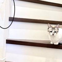 ボロボロの壁紙→となりにいた『猫の表情』が…"被害者っぽい姿"が笑えると709万表示「あるあるｗ」「うちではレンガ貼った」の声も