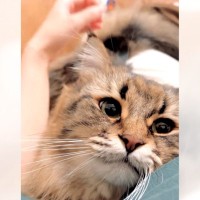 飼い主が風邪で寝込んでいたら、『フンゴロといいながら寄り添う猫』が…「愛おしすぎて熱出そう」「優しさの塊」と尊い光景が192万表示