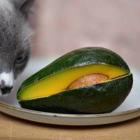 猫に『アボカド』は絶対NG！与えてはいけない理由や誤飲した場合の症状