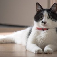 猫には危険すぎる『避けるべき首輪』4つの特徴　安全につけられるタイプもご紹介