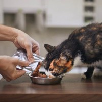 猫の『早食い』はよくない？考えられる3つの理由とやめさせたいときの対策