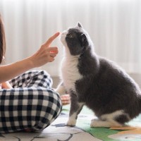 猫はなぜ『指先を差し出すとニオイをかぐ』？猫たちが抗えない3つの理由