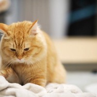 猫が『ふみふみ』するのはなぜ？3つの理由とよく見られるタイミング