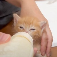 赤ちゃん猫を保護して４日目、哺乳瓶でミルクを与えたら…高速で『パタパタする耳』が可愛すぎると8万5000再生「癒やされた」「たまらん」