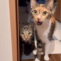 猫のお出迎えの様子を撮ろうとしたら……ドアを開けた瞬間の『予想外すぎる行動』が6万9000再生を突破「あれ？って顔ｗ」