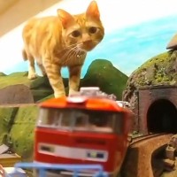 『鉄道模型』に小型カメラを設置→『猫』の前を通り過ぎた結果…可愛すぎる『破壊神』降臨に爆笑！「目的地に着かないｗ」「災難ｗｗ」の声