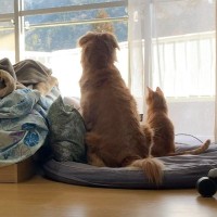 お留守番を『隠し撮り』してみたら、猫と大型犬が……『切なすぎる光景』に「涙が出ちゃうね」「帰ってきたときの反応が可愛すぎる」と反響続々