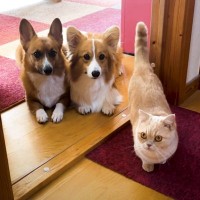 荷物が届くと集まってくる猫と犬…開封中の『まさかの光景』に爆笑する人続出「コーギー落ちてて草」「後ろの寝姿から目が離せないｗ」の声