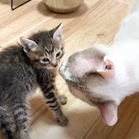 子猫がはじめて『大きな猫』を見た結果…微笑ましすぎる様子が3万1000再生を突破「ウルっときた」「なんて優しいんだ」の声も