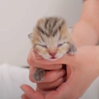 生まれたばかりの赤ちゃん猫→『100日後の姿』が…成長の軌跡が可愛すぎると話題に 「うわー素敵」「大きく成長したね」の声