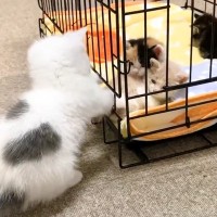 子猫が自分より小さな赤ちゃん猫を見たら…思わず頬が緩む『微笑ましい光景』が53万4000再生「可愛いが渋滞」「心が浄化された気がした」