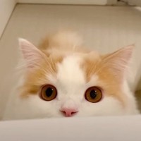 朝起きて飼い主がいなかったら、猫が…『文句を言いに来る様子』が可愛すぎると47万2000再生「胸キュンです…」「くっそカワイイ」と悶絶