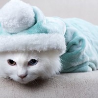 猫には迷惑きわまりない『やりすぎお世話』4つ　かえって健康を損ねかねない？