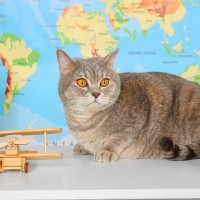 ハリケーンから避難するために空輸された子猫に、パイロットが「一目ぼれ」！米国