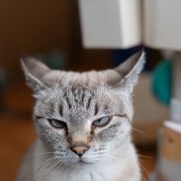 愛猫の『やめてほしい』ときのサイン6選　迷惑飼い主にならないために見極めたいポイントとは