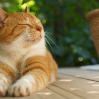 猫が『ため息をつく』のはどんなとき？4つのシーンとそのときの気持ち