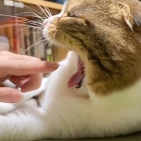 猫があくびをした瞬間に『指を入れてみた』結果…完全に予想外すぎる『驚きのリアクション』が32万再生「おもむろにｗ」「ワロタｗ」と爆笑