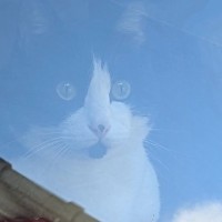 家の外から写真を撮ったら、『猫神様？』…まさかすぎる『空の光景』が14万いいねを突破「合成かと思った」「いい奴だったなあ…」と話題に