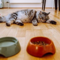 愛猫が『あまり食べなくなった』のはなぜ？考えられる4つの理由　他にこんな症状があったら要注意