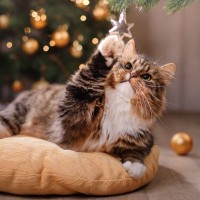 猫がいる部屋に『クリスマスツリー』を飾るときの注意点4つ　猫のイタズラ対策には何をすべき？