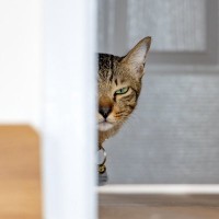 猫がビクビク『臆病な性格』になってしまう5つの原因　気をつけるべきトラブルも