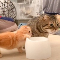 お兄ちゃんにちょっかいをかけた子猫→叱られた結果…まさかの『死んだふり』に悶絶する人続出「やばい可愛すぎる」「降参って感じがかわいい」