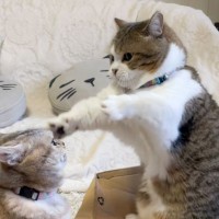 姉に箱を取られそうになった弟猫→『ハンドパワー』を使うと…可愛すぎる光景が70万再生突破「かわいい喧嘩ｗ」「やる気なくなるスイッチｗ」