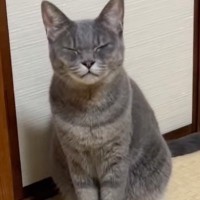 猫に『ん？』と声をかけると…まさかの『ん～』と返事する様子が可愛すぎると78万6000再生「想像以上に可愛い鳴き声」「世界一可愛い」