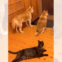 パパが帰宅する時間になったら、猫と柴犬が……尊すぎる『お出迎えの様子』が53万再生を突破「早く帰宅したくなるね」「マイペースｗ」