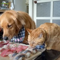 『お寿司を目の前にして大暴走の猫と大型犬…』食後の様子が面白すぎると爆笑の声続出「やる気ｗ」「クオリティ高すぎｗ」と14万再生