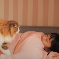 娘が疲れてベッドで休んでいたら、猫が来て…微笑ましすぎる『優しい行動』が11万4000再生「本当に癒された」「疲れが飛んだ」の声