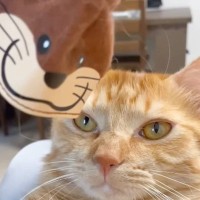 猫に『カワウソの被り物』をつけてみた結果…反則的すぎる『まさかの姿』が163万再生の大反響「虚無ｗ」「爆笑してしまった」の声