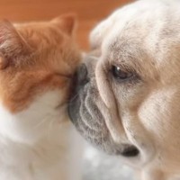 『犬と猫の暮らしはどんな感じになるんだろうと思っていたら…』想像もしていなかった『3ヶ月後の姿』が話題に「究極の癒し」「愛おしすぎる」