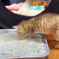 子猫が『初めてのトイレ』に挑戦→『砂かけ』がワイルド過ぎて…爆笑の結末が4.8万回再生「可愛過ぎるｗｗ」「んも〜平和…」