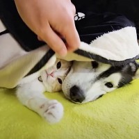 こたつを出したら、寒がりな猫と犬が……可愛すぎる『まさかの光景』に笑顔になる人続出「みんな本当に嬉しそう」「まったり中の姿が素敵すぎ」