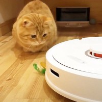 『猫の宝物』をロボット掃除機が回収→猫が必死で追いかけて…『哀愁漂う背中』に爆笑！「感情が伝わってくる…ｗ」「かわいすぎる！」の声