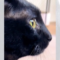 黒猫はみんな同じに見える…？『実は全然違う』と横顔を比較してみた投稿が1.5万いいねの反響「全然違うね」「みんな違ってみんな可愛い」