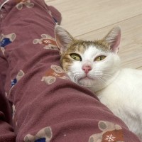 飼い主さんの足に頭を乗せてくつろいでいる猫…『まさかの状況』が感動的すぎると250万表示「優しい世界」「泣いちゃいそう」